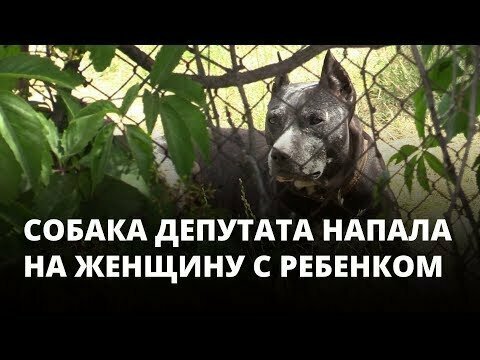 Собака депутата от «Единой России» напала на женщину с ребенком 