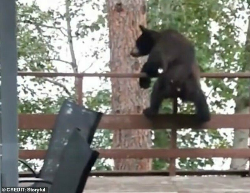 Видео: медведь эффектно прыгнул с террасы на дерево