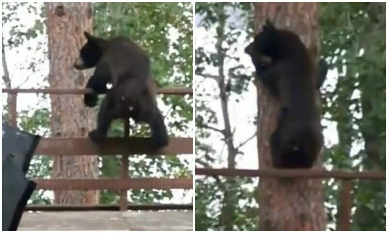 Видео: медведь эффектно прыгнул с террасы на дерево