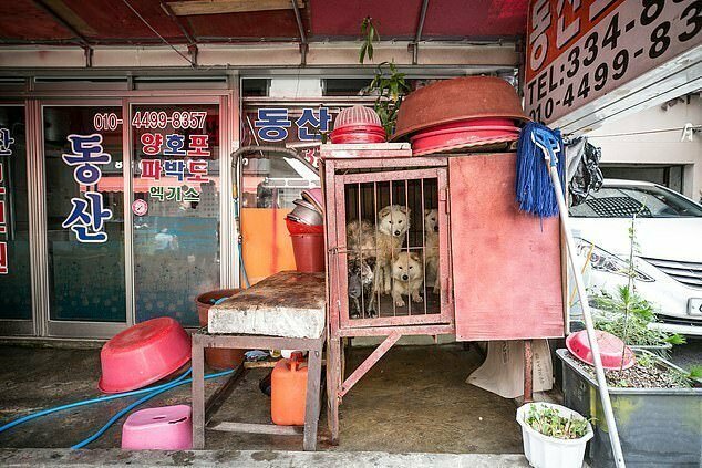 Спасение с бойни: закрыт крупнейший мясной собачий рынок в Южной Корее