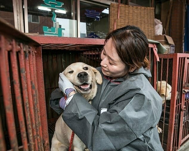 Спасение с бойни: закрыт крупнейший мясной собачий рынок в Южной Корее