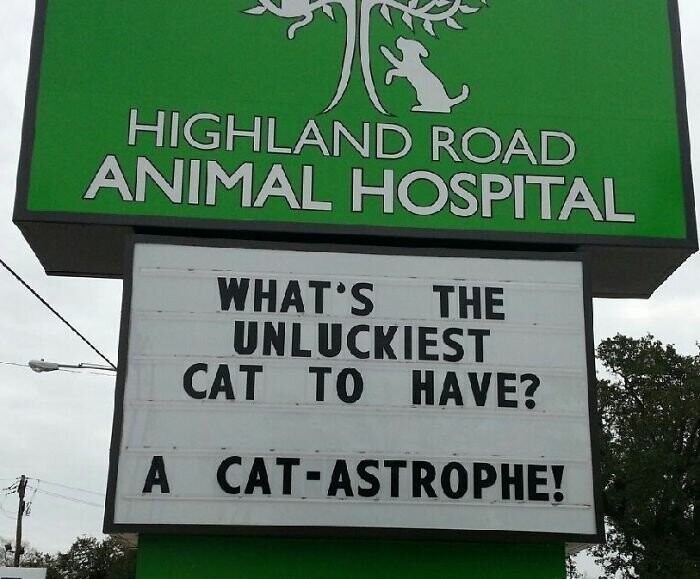 "Каково быть хозяином неудачливой кошки? КОТ-астрофа!"