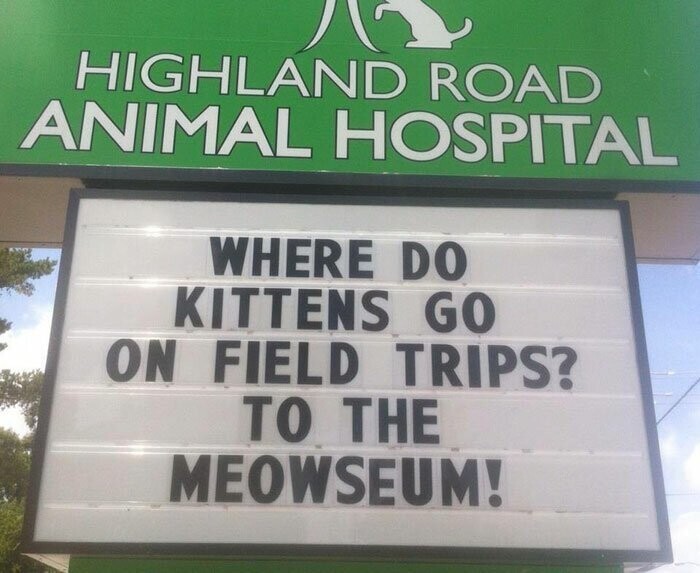 "Куда ходят котята на экскурсии? В мяузей"