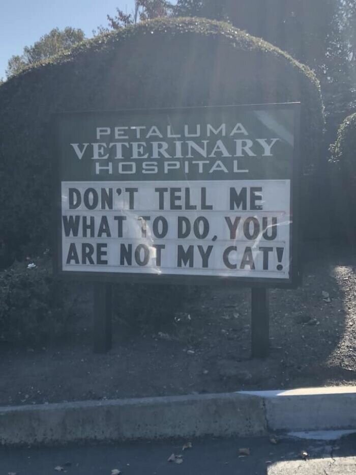 "Не говорите, что мне нужно делать, вы не моя кошка!"
