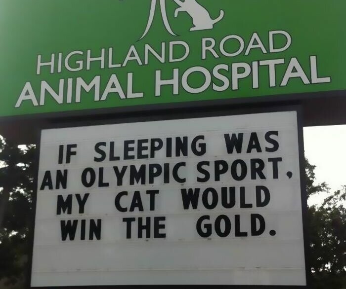 "Если бы сон считался олимпийским видом спорта, моя кошка завоевала бы золото" 