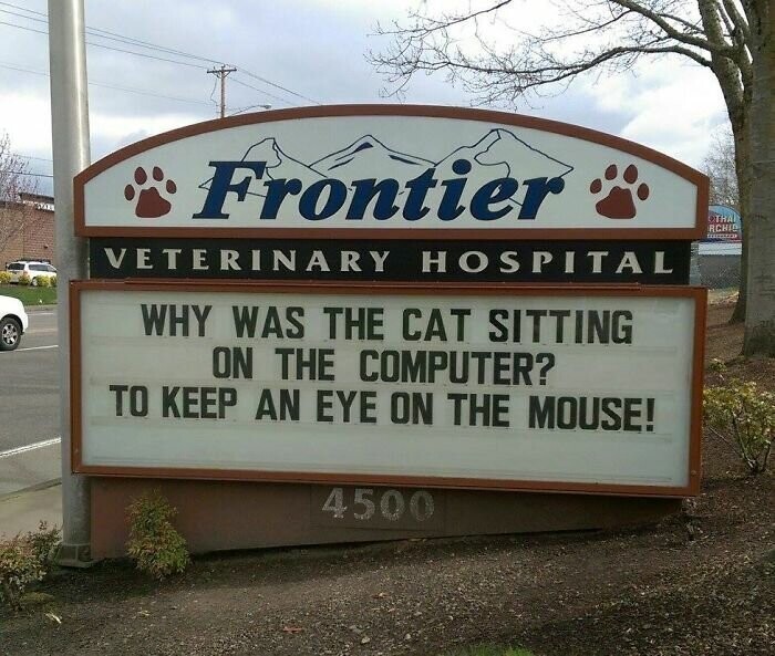 "Почему кошка сидела на компьютере? Следила за мышкой!" 