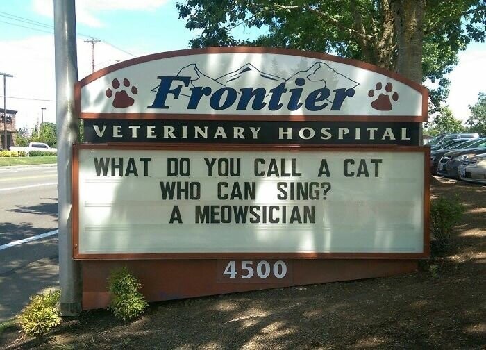 "Как называется кошка, умеющая петь? Мяузыкант"