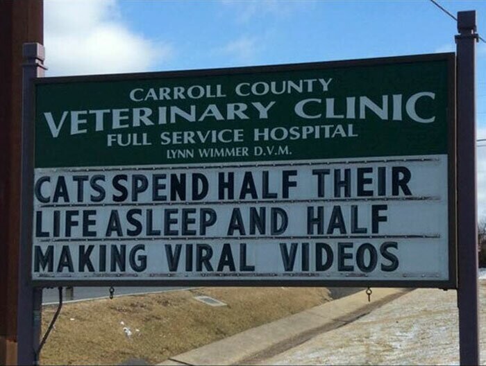 "Кошки полжизни спят, а в оставшуюся половину делают вирусные видео" 