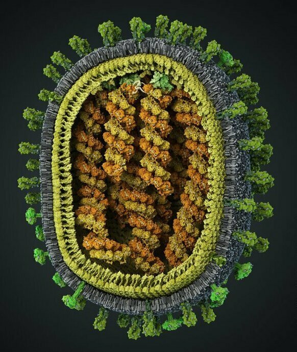 Иллюстрация вируса гриппа A/H1N1