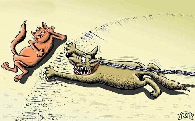 Животные в карикатурах
