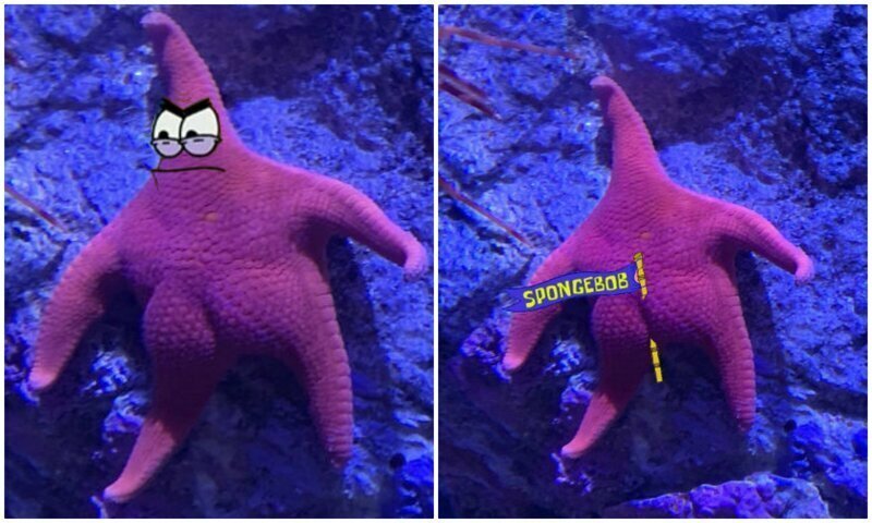 Патрик, ты ли это? Морская звезда запустила фотошоп-битву в сети