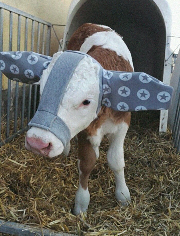 Берегите коровьи уши!