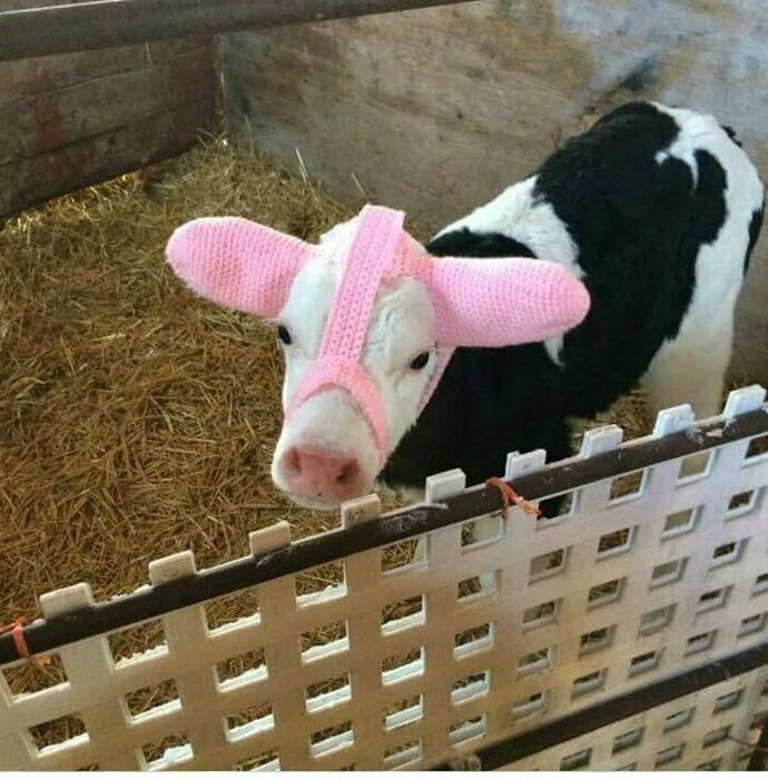 Берегите коровьи уши!