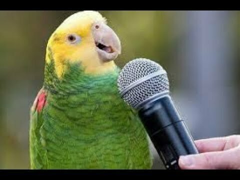 Почему попугай повторяет слова?