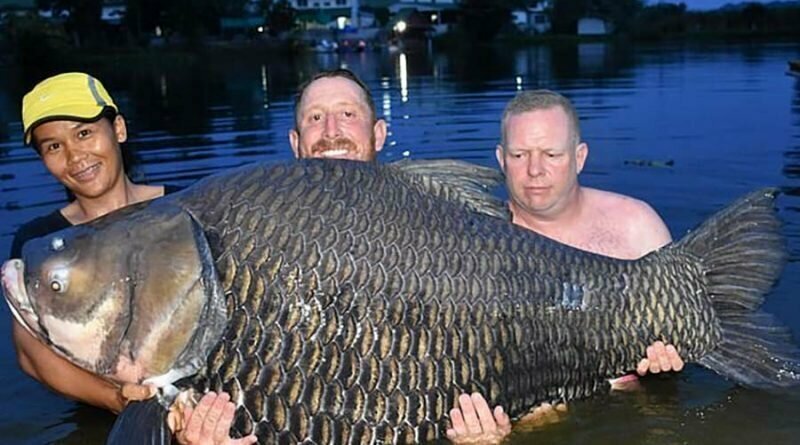 В Таиланде рыбак из Британии выловил самого большого в мире карпа весом 105 кг