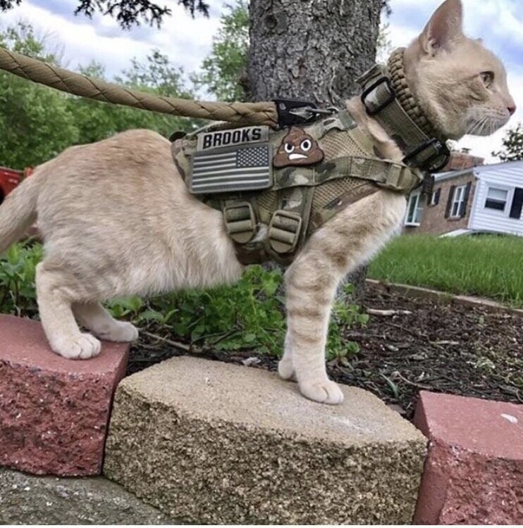 Тактический кот
