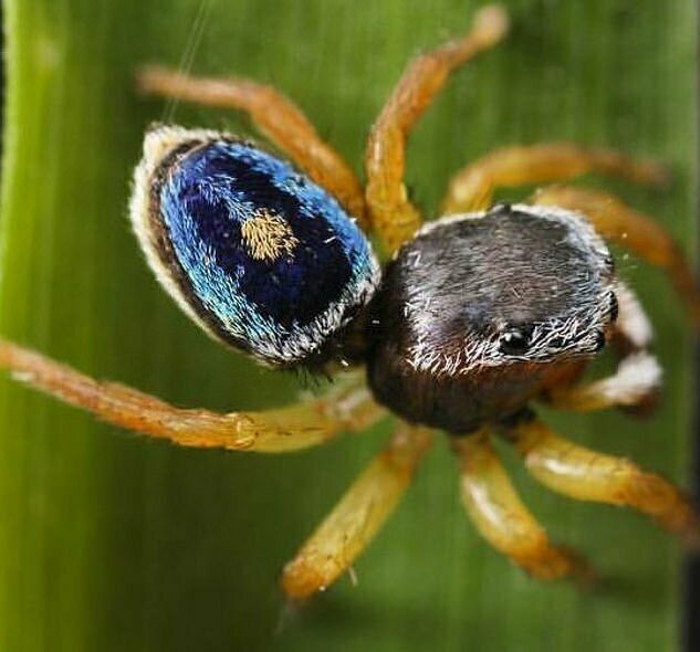 Все 5 видов являются близкими родственниками австралийского павлиньего паука, который также "танцует" перед самкой