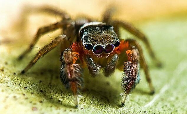 Самец паука-скакуна известен своим причудливым танцем в брачный период и красочными щетинками на лапах