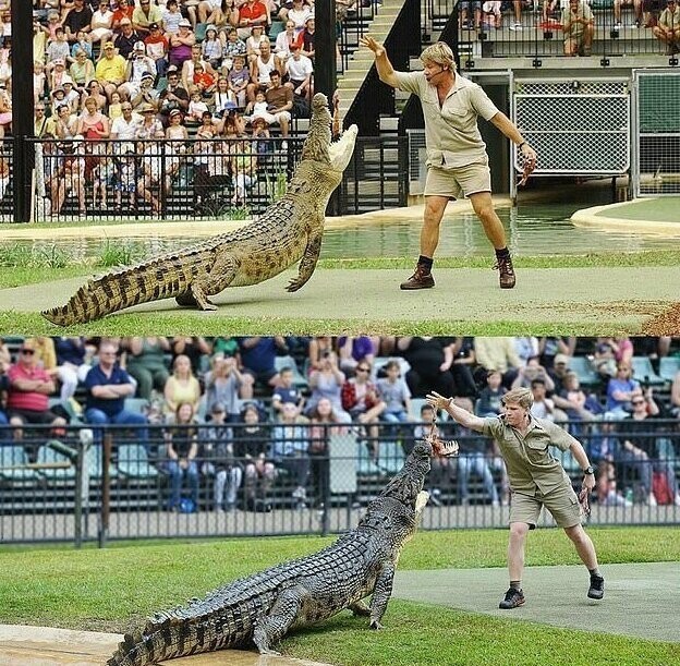 Сына охотника на крокодилов не отличить от отца!