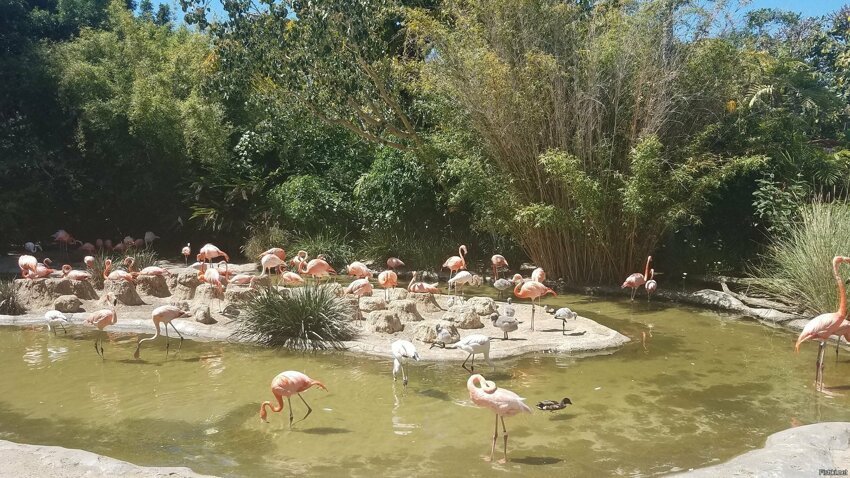 В зоопарка Сан-Диего, Калифорния у фламингов народились маленькие птенчики-фл...