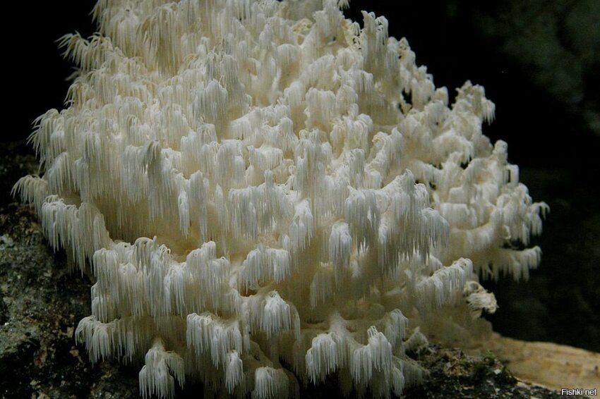 Это гериций (или ежовик) коралловидный – съедобный гриб семейства Герициевые ...