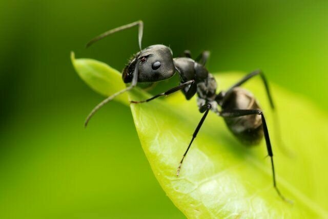 Борьба с муравьями на участке – "за" и "против"