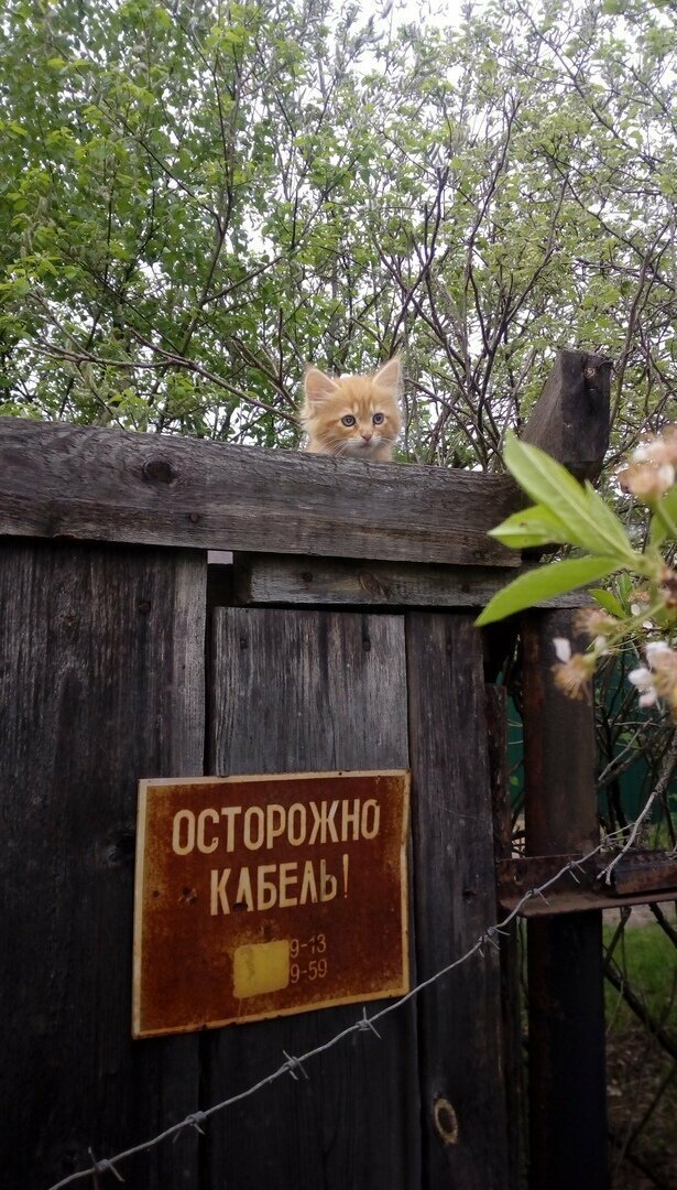 Осторожно: милые котики!