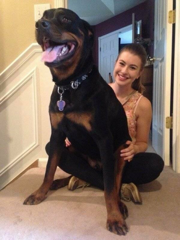 Большая и довольная собака