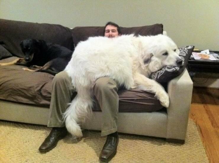 Большая пушистая собака — лучше любого одеяла