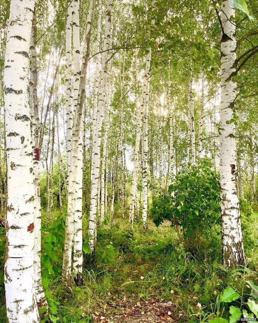 Картинки с березками