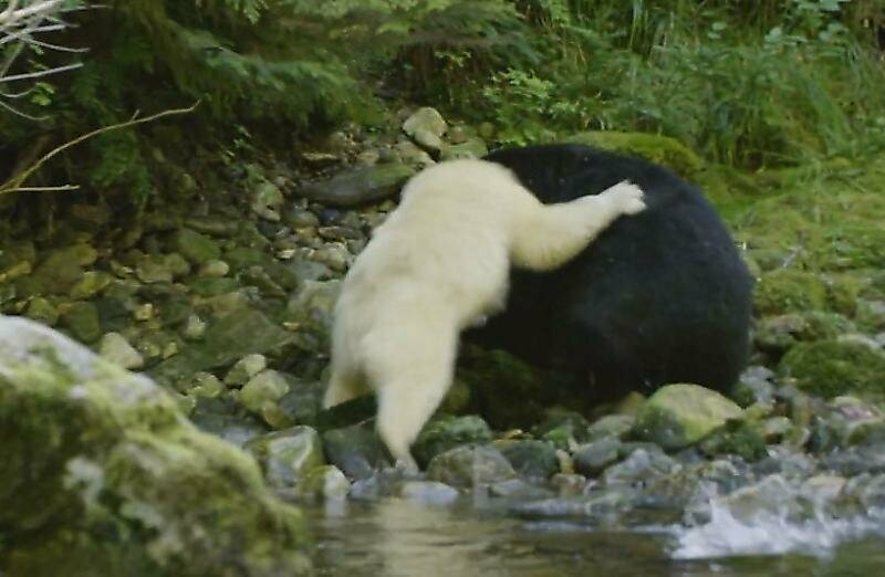 Белая кермодская медведица защитила своё потомство от слишком любопытного самца