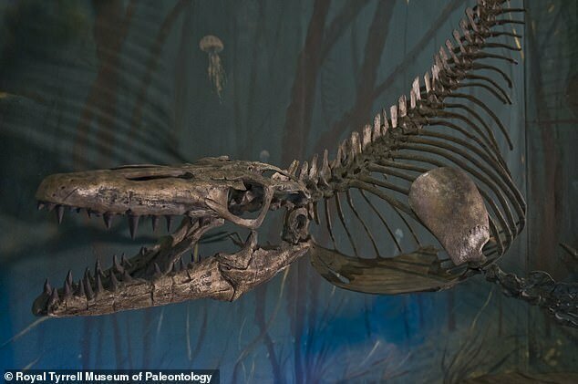 Пока неизвестно пополнит ли находка коллекцию Королевского Тиррелловского палеонтологического музея в Драмхеллере, Канада
