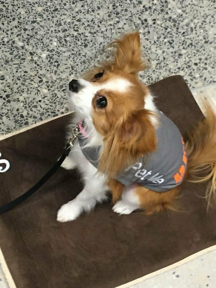 Эта собака работает в аэропорту. Люди, боящиеся полетов, могут погладить пушистую кроху и расслабиться…