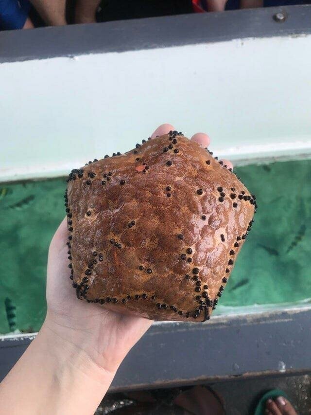 Воздушный кекс с шоколадной крошкой. А на деле морская звезда