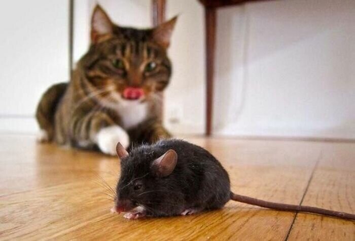 Кошки-мышки