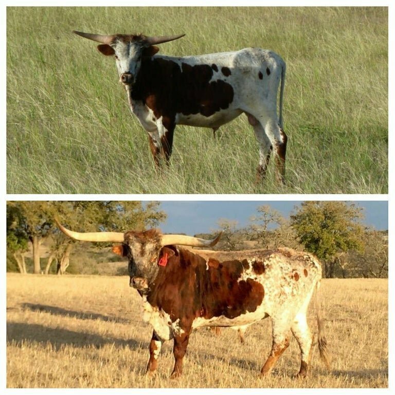 Две фотографии одного быка, сделанные с разницей в 5 лет