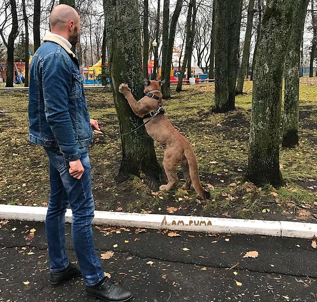 Жизнь с Месси: пара из Пензы делит «однушку» с опасным хищником