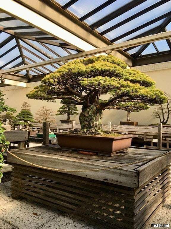 400-летнее дерево бонсай, которое пережило бомбардировку Хиросимы