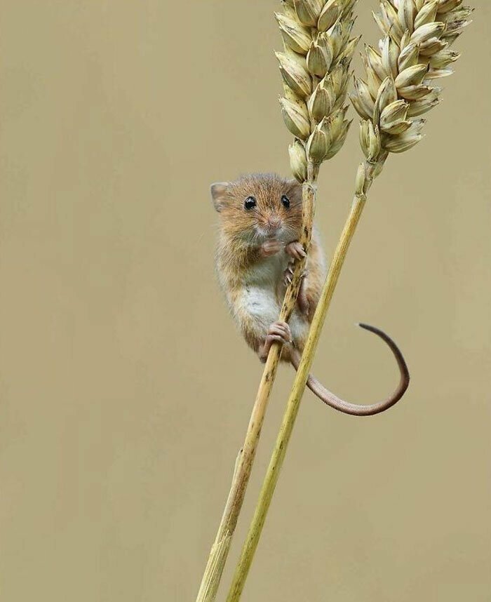 Приключения мышей-малюток, обладающих потрясающими акробатическими навыками