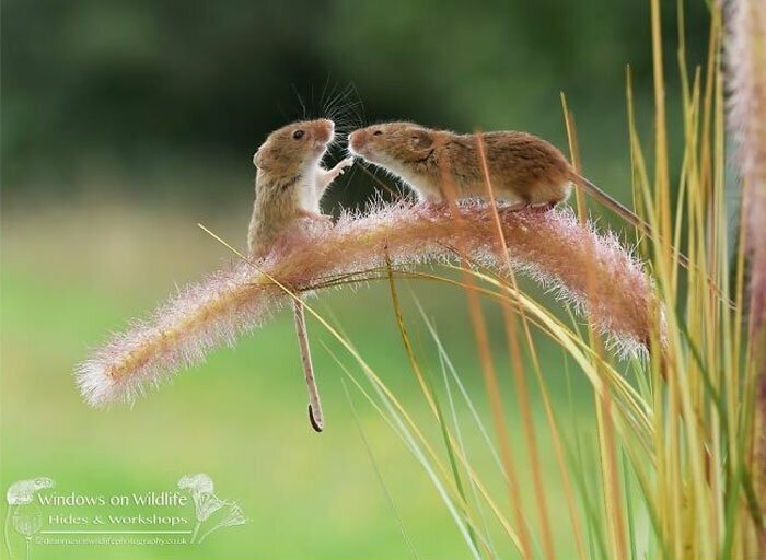 Приключения мышей-малюток, обладающих потрясающими акробатическими навыками