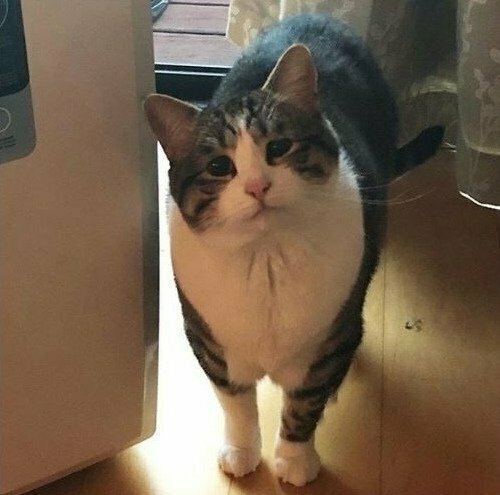 "Ты только приезжай!": картинка с толстым грустным котом стала мемом и идеей для фотожаб