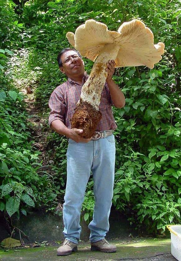 Мужчина и просто гигантский гриб