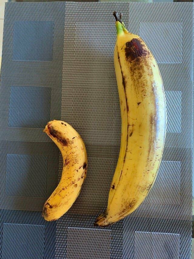 Гигантский банан по сравнению с бананом обычного размера