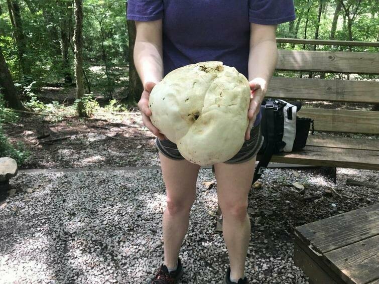"Этот огромный гриб я нашёл на навозной куче"