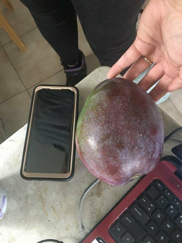 "Моя сестра принесла домой огромное манго"