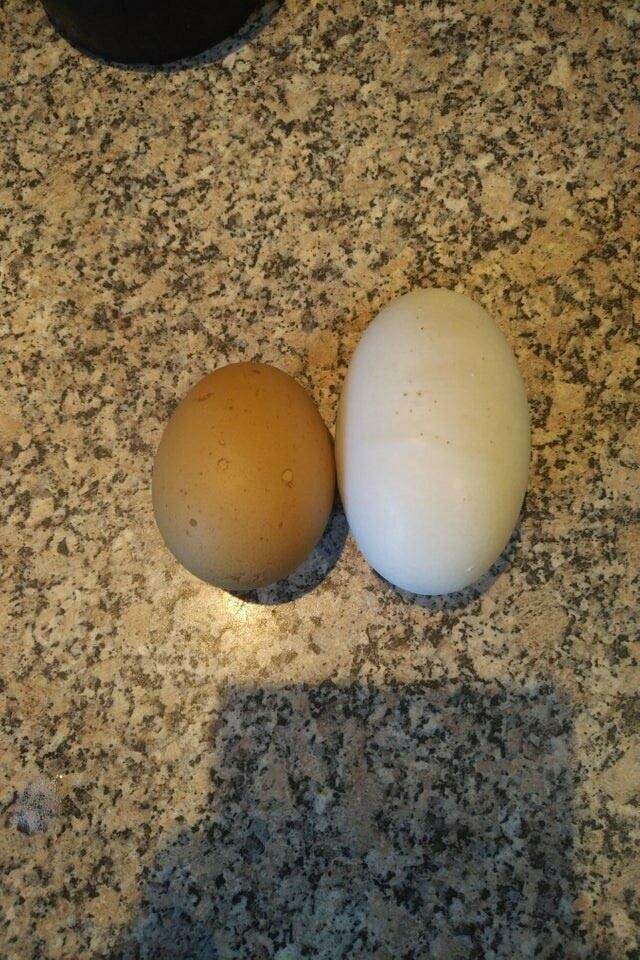 Обычное куриное яйцо по сравнению с огромным