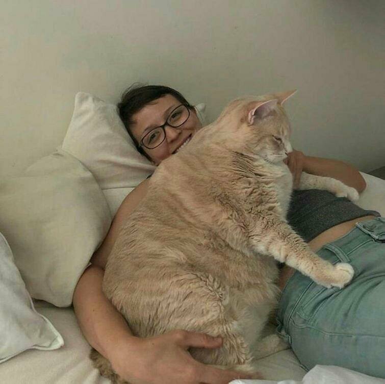 Этот котик действительно большой