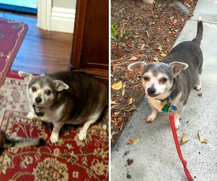 3. "Моя 90-летняя соседка несколько лет не выгуливала свою собаку, так что я вызвалась помочь ей. Я так горжусь, что Бадди похудел!"