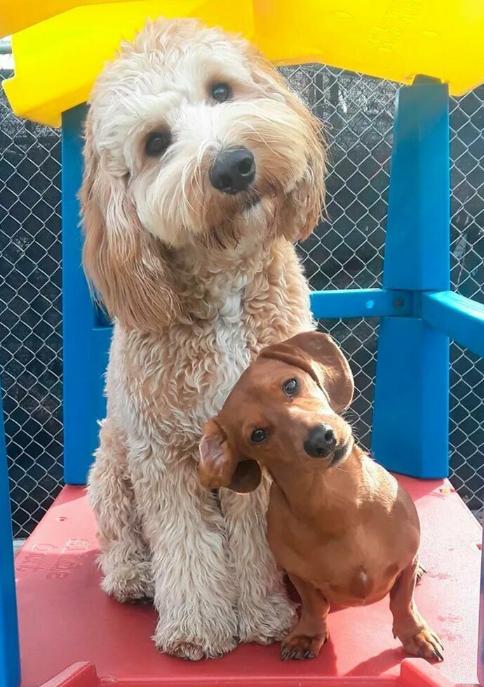 38. "Мой пес Кертис (слева) и его лучший друг Саймон на собачьей площадке"