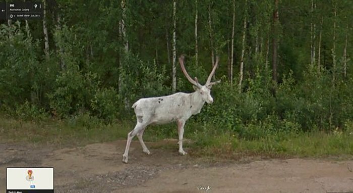 Подловили! Неожиданные снимки животных от Google
